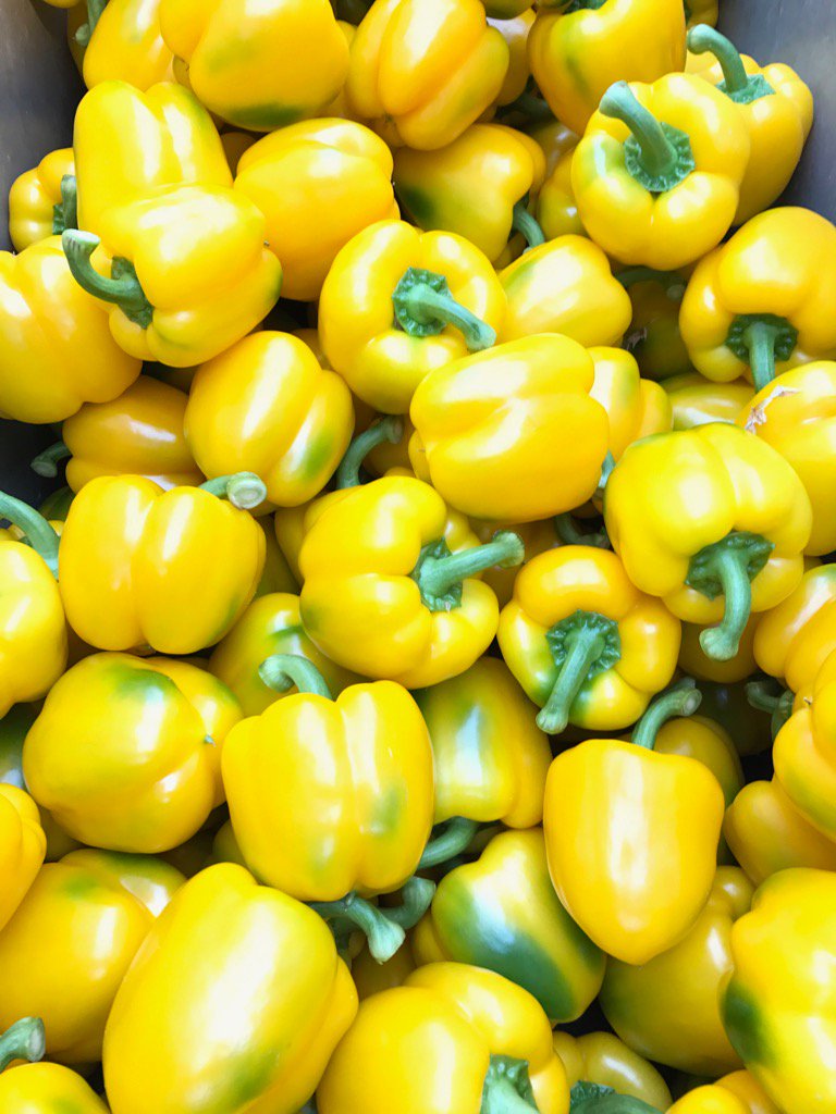 Vanaf vandaag de eerste gele Hollandse paprika's beschikbaar, verkrijgbaar via Harvest House
