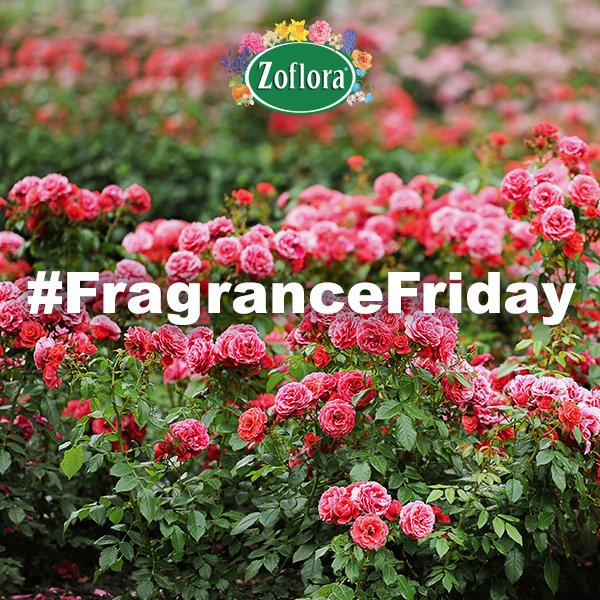 LoveZoflora's tweet photo. #WIN a Zoflora spray bottle and our limited edition fragrance Green Valley! RT &amp; FOLLOW to enter 😱 #FragranceFriday #FreebieFriday https://t.co/ReTC0NPsV1