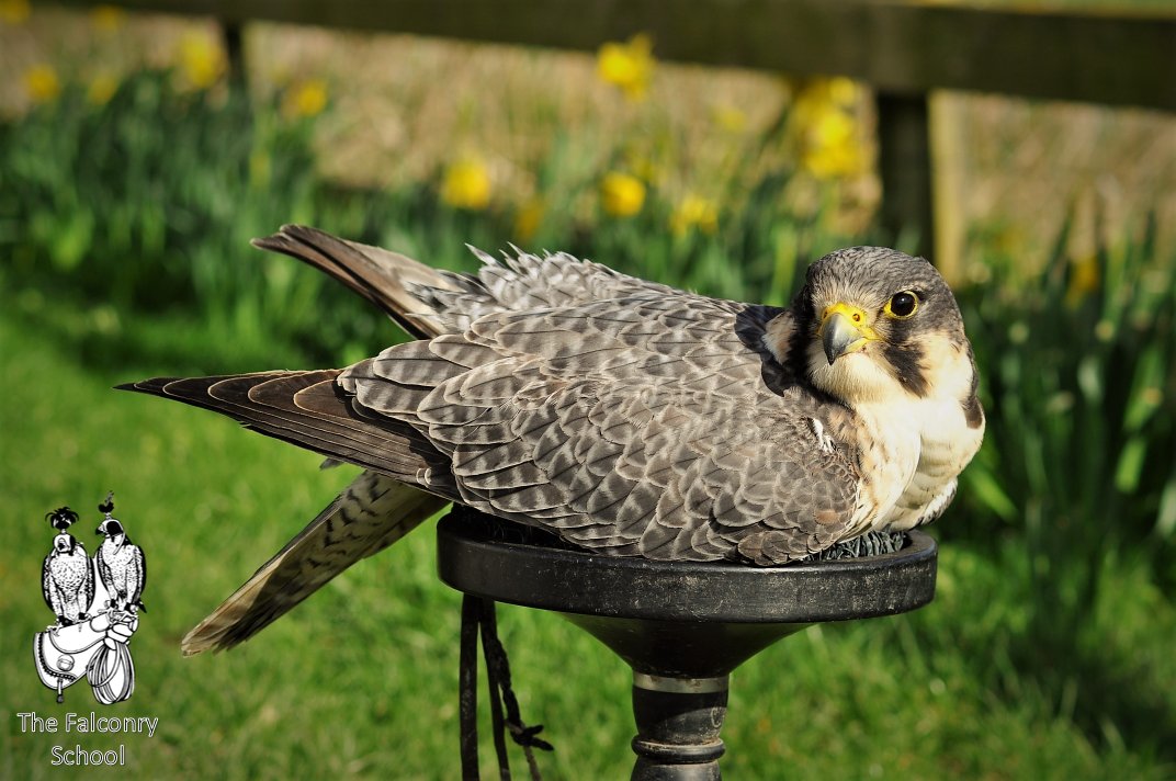 FalconrySchool's tweet photo. After Storm Doris' gales yesterday, Ron is looking chilled amongst the daffodils!
#bird #birdsofprey #falcon #daffodils #falconry #chilled https://t.co/OIwUcthPBG
