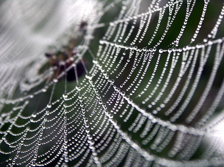 _MACRO_COSM_'s tweet photo. https://t.co/OPPQO538CZ