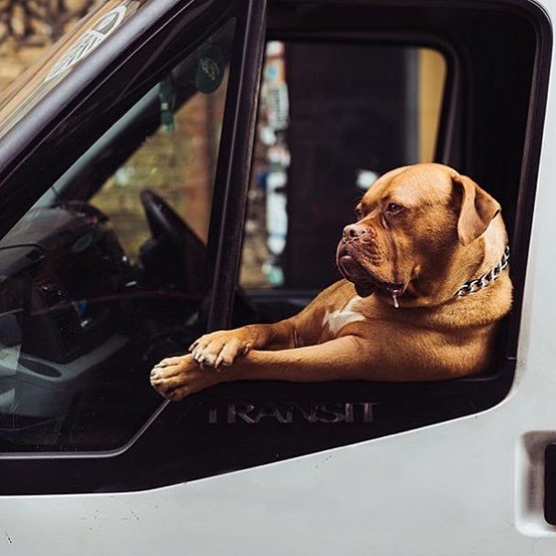 dogstr_street's tweet photo. Who runs the world? 
Dogs.
.
 #happyfriday #dogstr #livehowyouwant #liveadventurously
.
.
#dog #brooklyn #nyc #dogs… https://t.co/obdxGFtxq3