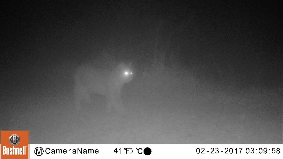 JimHowe24's tweet photo. #FLCC's Muller Field Station captured this image of a #Bobcat in the #HoneoyeLake region. @nature_ny has protected 3,500 ac here. #FLX #Roc https://t.co/AAU9yhrvdU