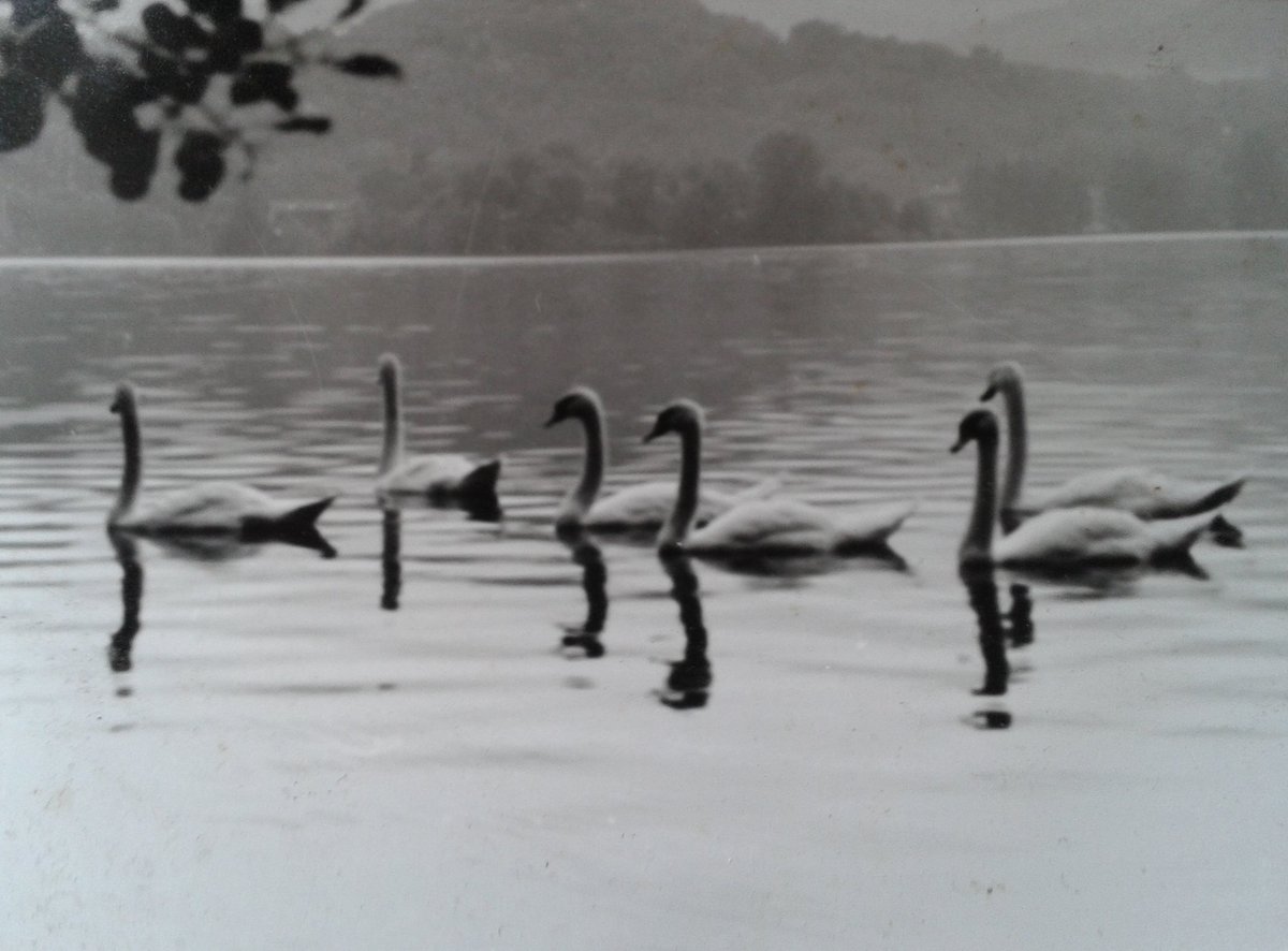 cinziabertodatt's tweet photo. ...quando al lago sirio c'erano i cigni! https://t.co/TPIYZ5KyND