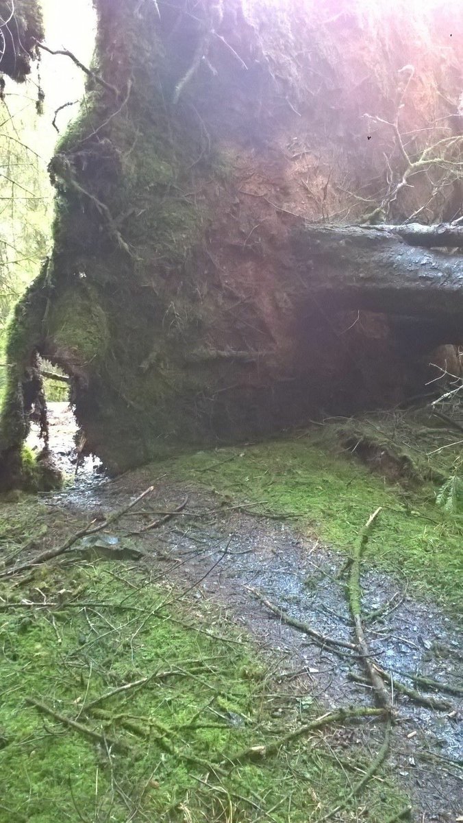 DavaghTrailhead's tweet photo. several trees down at Davagh  yesterday morning -all the trails to remain open, pass with care @MountainBikeNI @OutdoorNI @outdoorconcepts https://t.co/Uj2tQMnecC