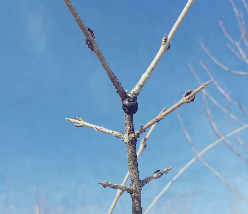 GrasslandNerd's tweet photo. #ForensicPlantID You can find this invasive shrub species growing in the river valleys of cities like #YEG & #YXE. #PlantID #InvasiveSpecies https://t.co/IDRNcXQcJH