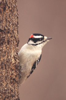 Wild Birds Unlimited tweet media