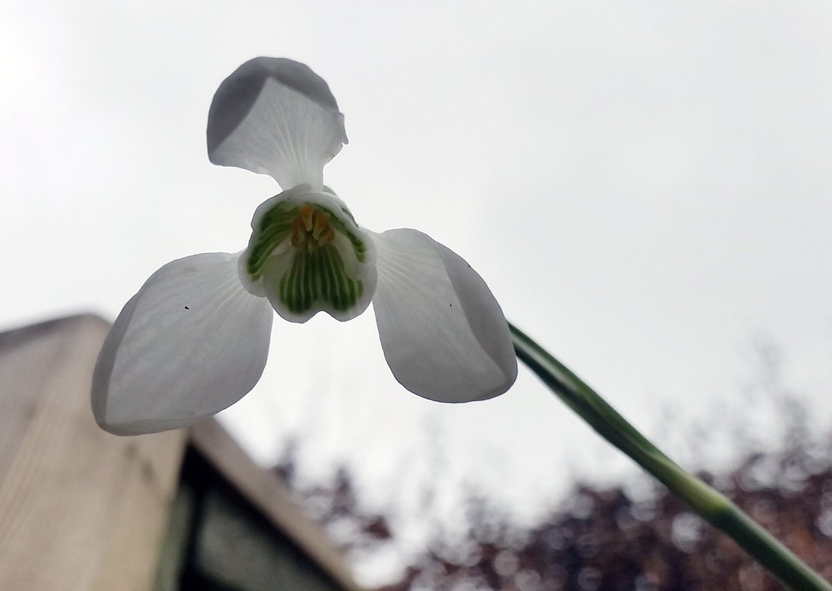 hospiceuk's tweet photo. It's the last weekend of the @NGSOpenGardens #Snowdrop Festival - check the NGS website for open #gardens: https://t.co/WSYloW7Nh9 https://t.co/XO7FfHl5ch