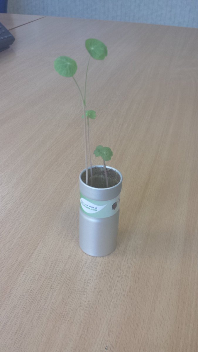 NorthElearn's tweet photo. #FeelGoodFriday Planted one week ago! #fastandfurious @Mind_Tools #YHeLearn https://t.co/woBjpak8sw