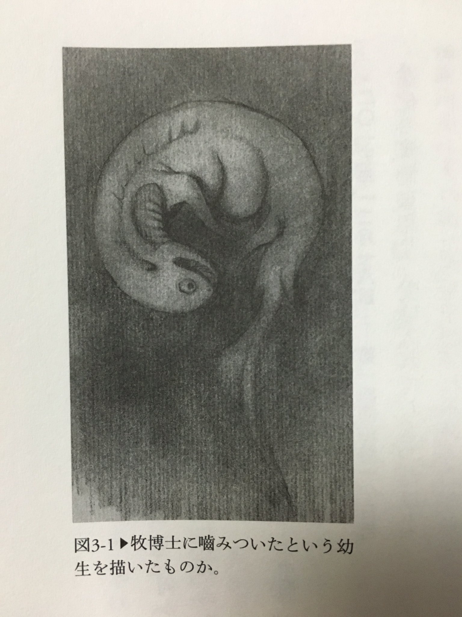 Yoshiyuki Al Twitter 牧教授の記録にあるゴジラの幼生のスケッチが ゴジラとサメには切っても切れない縁が T Co 6t4jrwlsxa Twitter