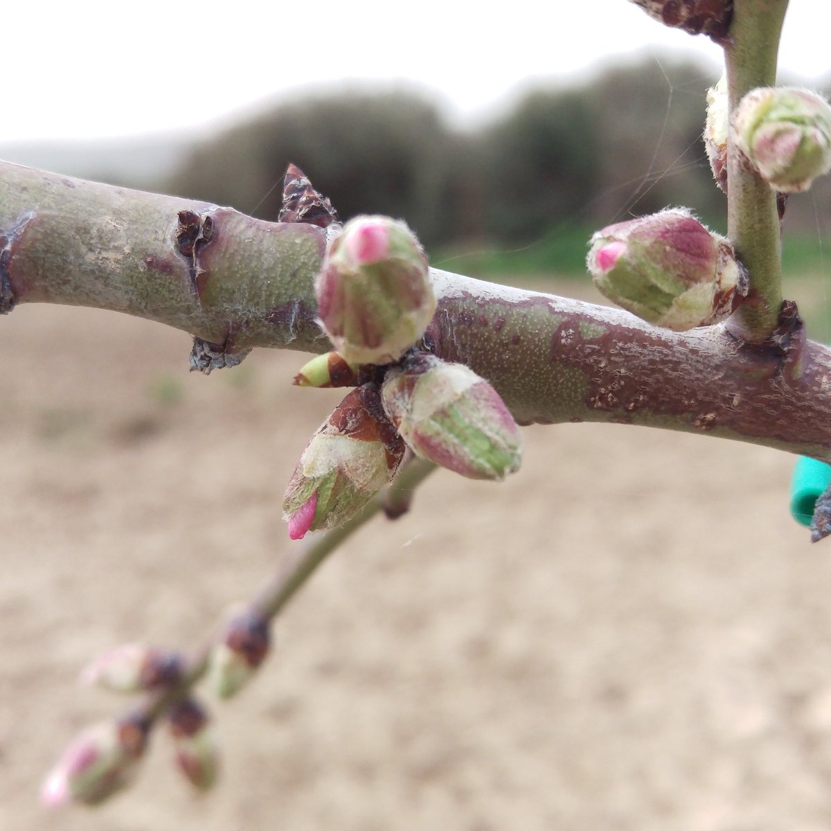 sardegnaalmonds's tweet photo. Ci siamo quasi 💮🌸🌼
#mandorledisardegna #mipaf #confagri #mandorle #Sardegna #coldiretti #primavera #fioritura2017 #tuili https://t.co/L4Mep8XVjH