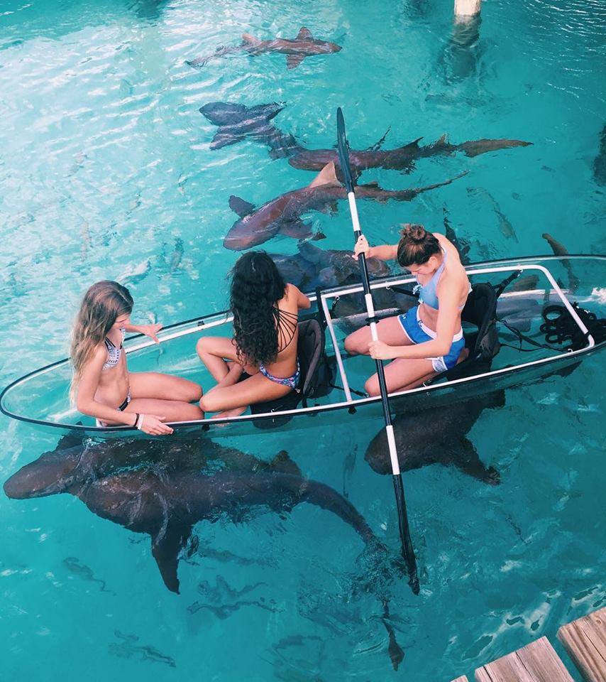 These girls are crazy! Would you go on a glass bottom boat surrounded by sharks? 😁
#bucketlist #adventure