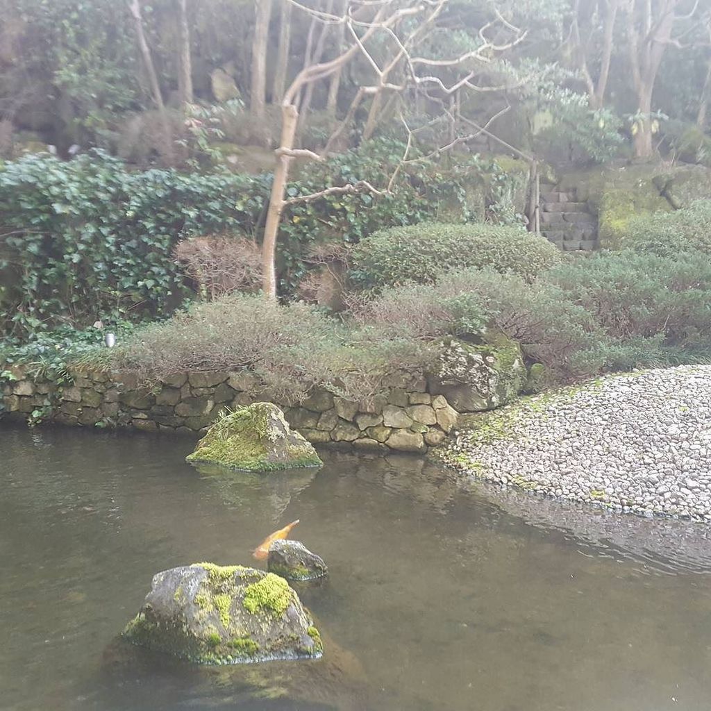Shane_D_Jones's tweet photo. Woke up to a great view today. #kobe #japan #nihon #garden #carp https://t.co/JCMlYjS3ob https://t.co/HmexMO5U7m