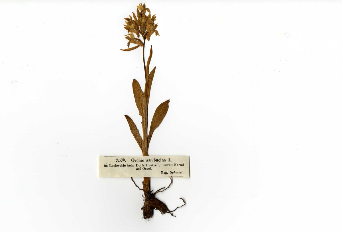 Gabaliņš zudušās Igaunijas floras - retas orhidejas - no mūsu unikālā herbārija noder arī kaimiņvalsts pētniekiem 🇪🇪
lu.lv/zinas/t/44949/