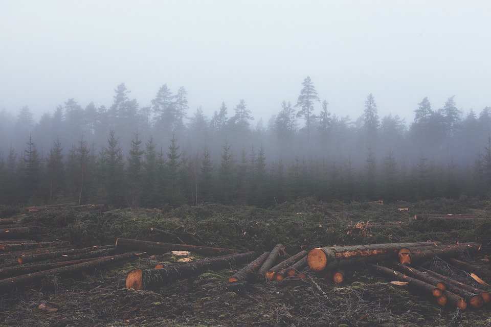 UNEP's tweet photo. Researchers may have found a new way to measure deforestation. Find out how: https://t.co/PSTdHCtVYo #ShapingForests https://t.co/QikdS2fnaw