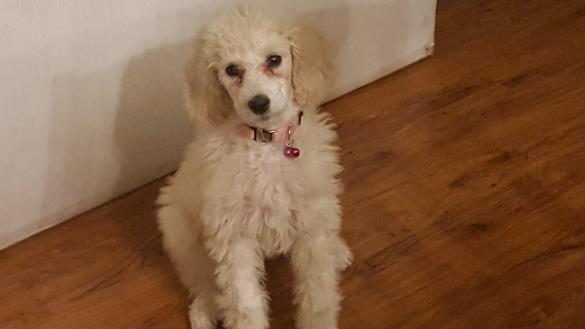 Everyone needs a puppy
