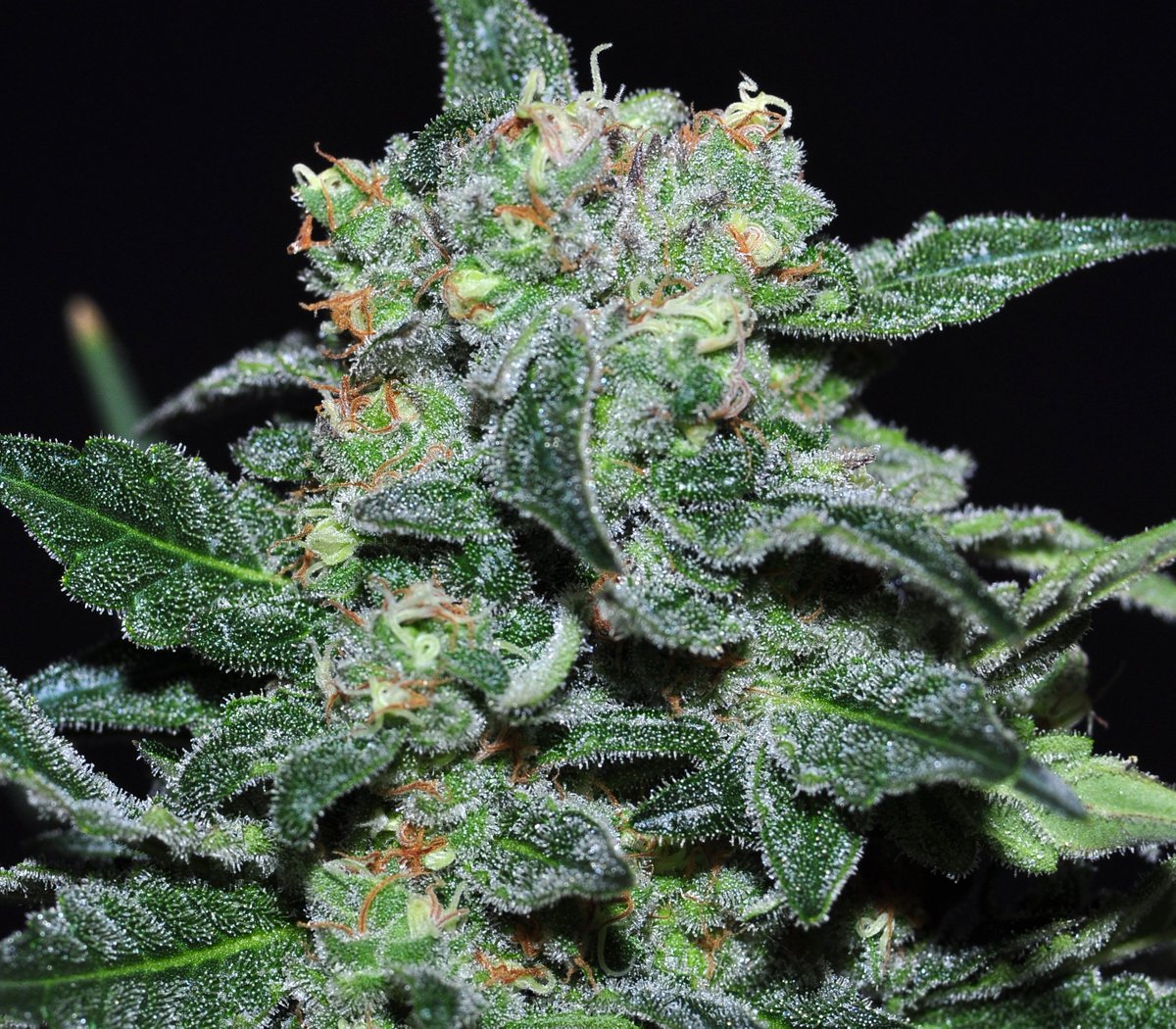 WorldOfSeeds's tweet photo. #Space high grade 4 fly high !!!
#Sativa25% #Indica75% #TheLegendCollection 20%Thc 
(Ak47 X Balck Domina) https://t.co/pURyYbCftP