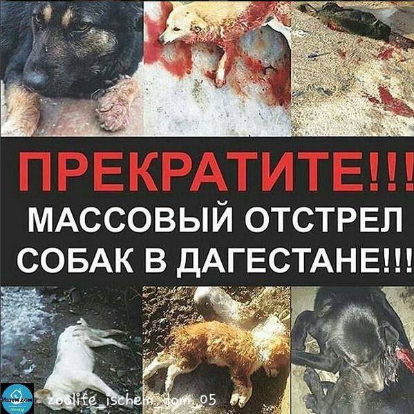 Подробнее здесь instagram.com/ecolife_05_/ и здесь instagram.com/zoolife05kizil… или по ссылкам ниже. #дагестан #кавказ #махачкала #кавказсила