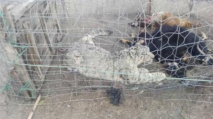 WWFPak's tweet photo. A #snowleopard captured by local community in #Hunza was safely released yesterday as a result of negotiations btw WildlifeDept &amp; community https://t.co/Q5IxGdYD1s