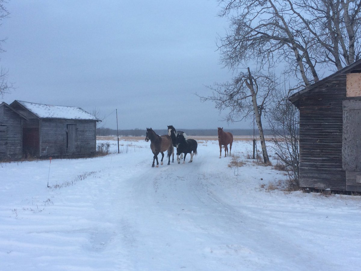 chuiko2's tweet photo. Jail breakers! By the looks of the tracks they did quite a lot of exploring around the yard. #easytocatch #pailwhores https://t.co/XeBjJ5TcbI