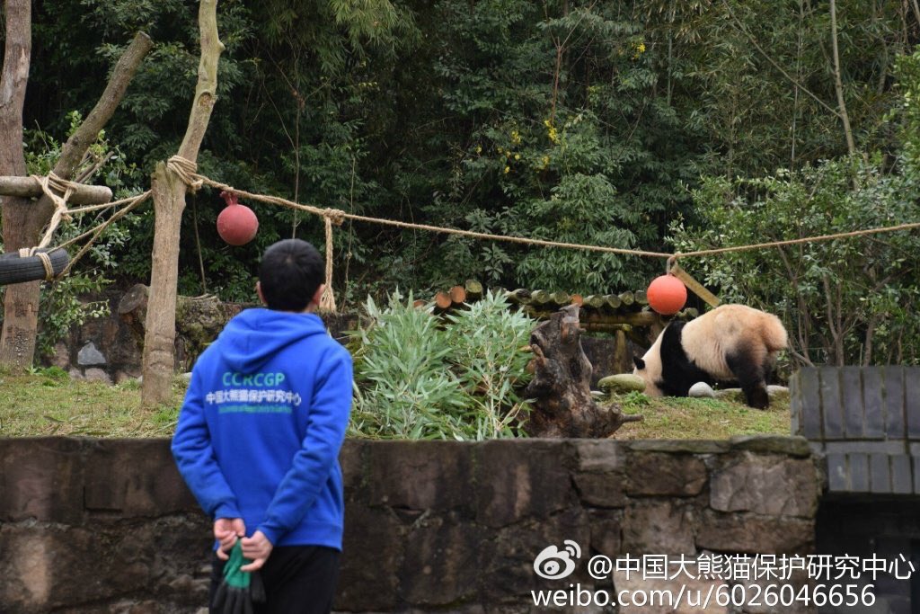 AviPhookan's tweet photo. Introducing the #BaoTangClan in #Dujiangyan @BaoBaoPanda with her keeper #TangCheng observing motions. @NationalZoo https://t.co/rmJQlTcfQ7