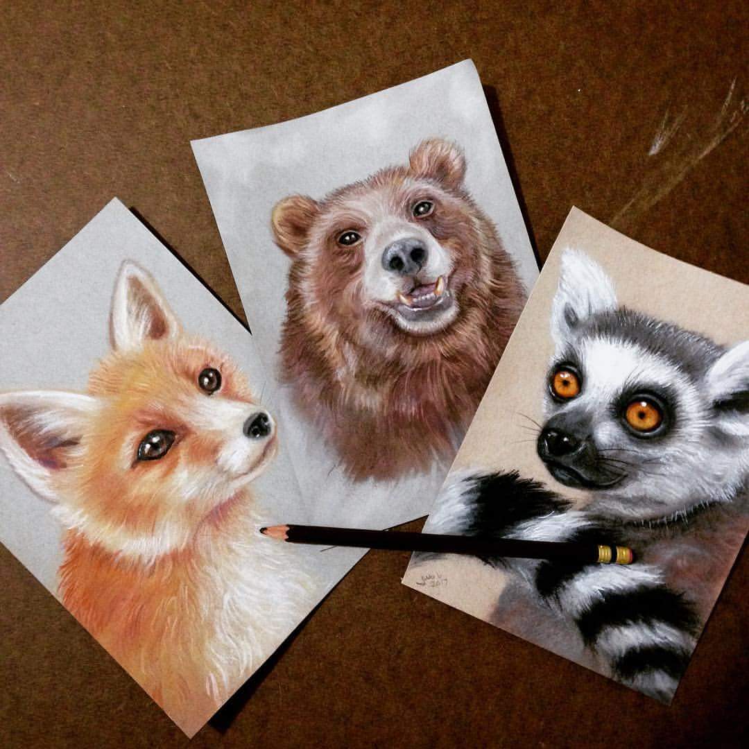 juliesart's tweet photo. pastel &amp; colored pencil animal studies https://t.co/KWWgczsQPD