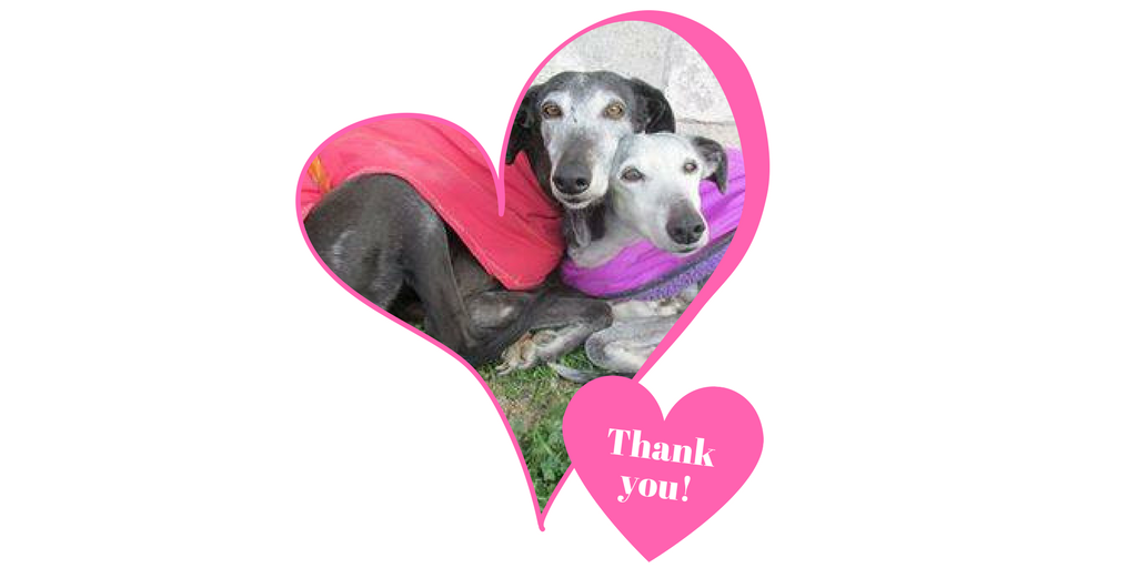 Thank you so much for tweeting for Spanish hunting dogs to spread awareness! #DiaDelGalgo #Galgos #Podencos