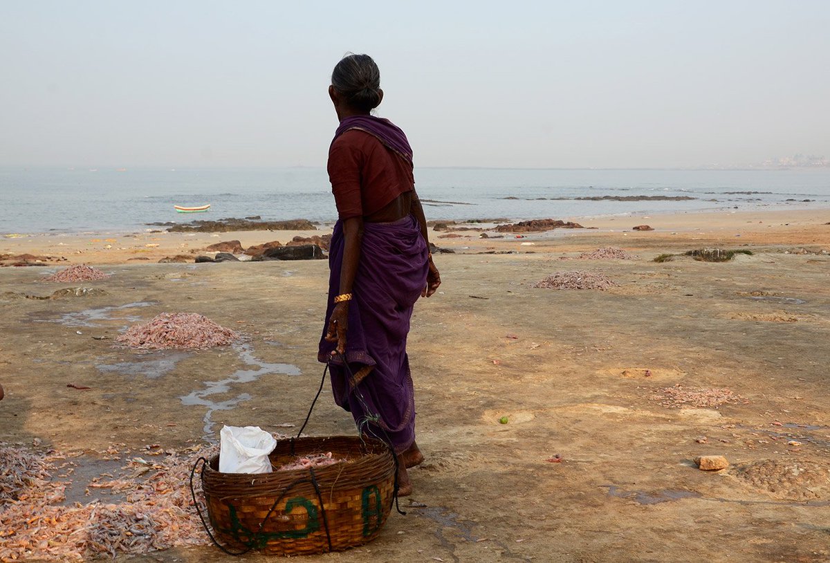 NamitaWaikar's tweet photo. Fish, the Kolis and migrants from AP &amp; UP: Interesting story from Madh Island by @24shreya
https://t.co/xifZd2IuSi
@PARInetwork  Do read! https://t.co/biZXnHcoKx