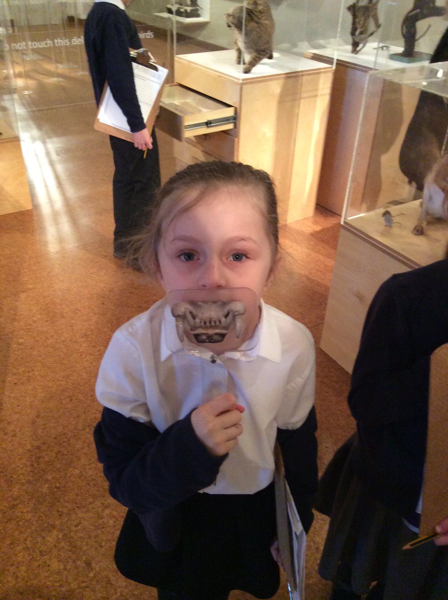 MissStimson's tweet photo. @DMNature #teeth we have been using the teeth in our discoveries @derbymuseums https://t.co/4uLSVD7cGN