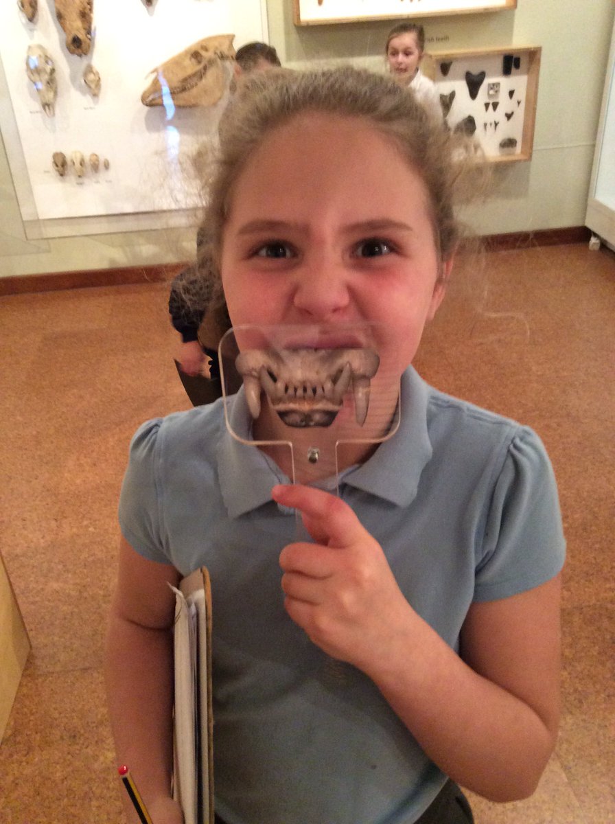 <a href="/DMNature/">DM Nature Gallery</a> #teeth we have been using the teeth in our discoveries <a href="/derbymuseums/">Derby Museums</a>