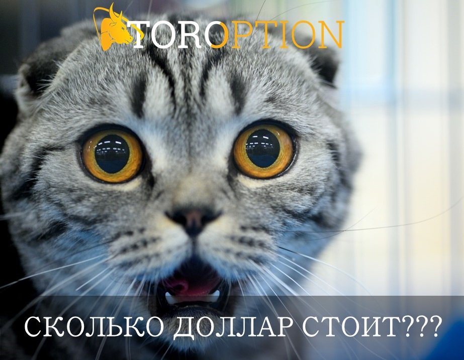 TorOption RU (@toroption_ru) on Twitter photo 