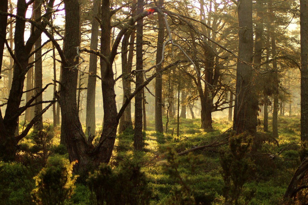 Don't miss <a href="/WildFilm_Fest/">Wild Film Fest</a> on 4 March, organised by students <a href="/UoEPenrynCampus/">Penryn Campus</a>. Here are entries from last year's winner Michelle Branson: