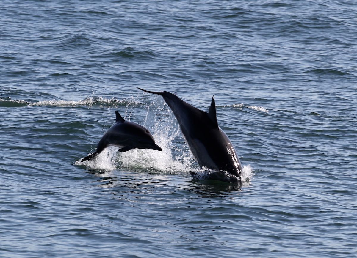 Dolphin_Project's tweet photo. #FreedomFriday ~ Now THIS is living! Mom &amp; baby bottlenose dolphins, CA
Help keep them free 🐬 https://t.co/SmqIbwhXDb #DolphinProject https://t.co/Ru32Tcrl2R