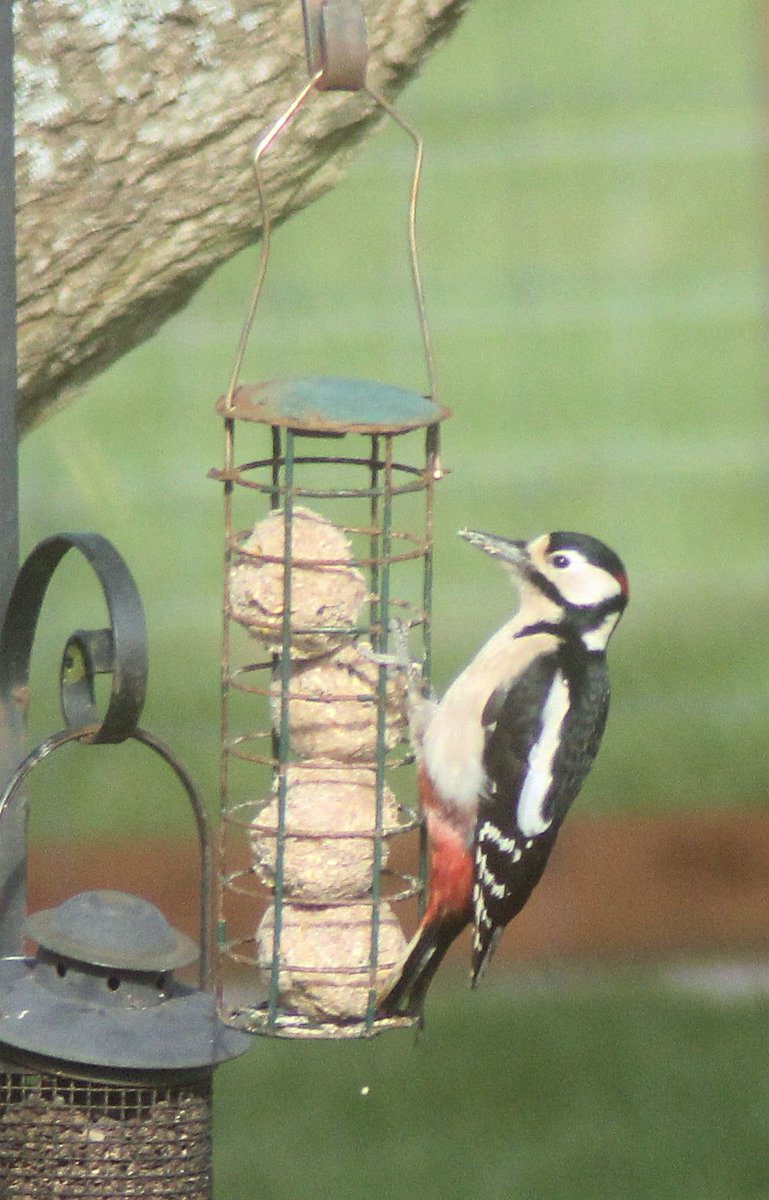 Susiecoombeview's tweet photo. Warren WoodPecker checks in at Coombe View Farm
https://t.co/2R3BUuAyvU
#Woodpecker, #Coombeviewfarm https://t.co/48eowg247p