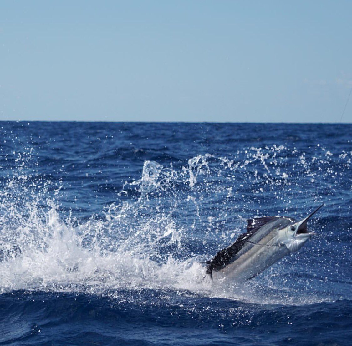 FishBluewater's tweet photo. Afternoon update: Miss Britt has 11 releases in 1st and Contender One is in 2nd with 6 releases! @ContenderBoats #sailfishchallenge https://t.co/lyzbd3ZhnZ