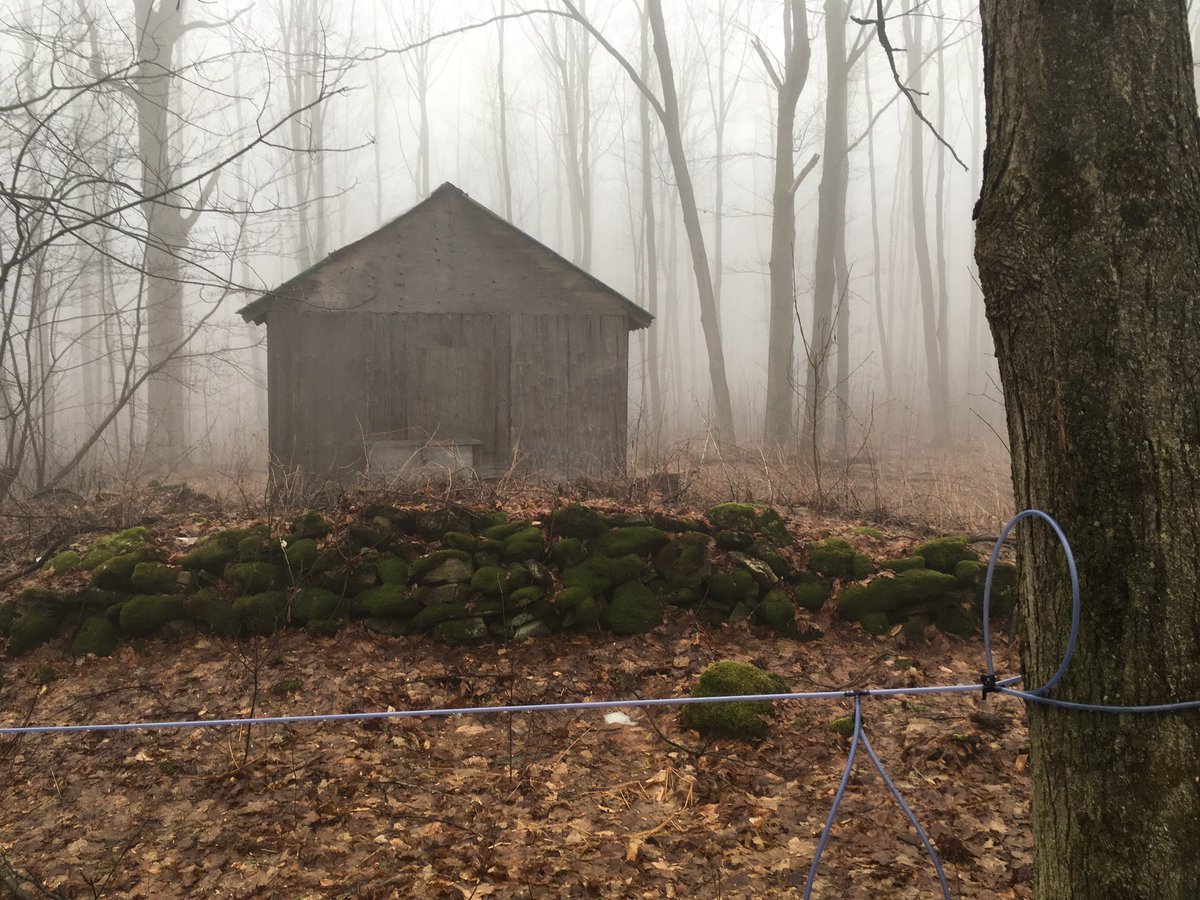 AntlerKitchen's tweet photo. Spring Menu inspiration from the #sugarbush. Maple flavours coming soon or try ours now in our maple stout by @BigRockBrewery https://t.co/2tzLHxaHqw