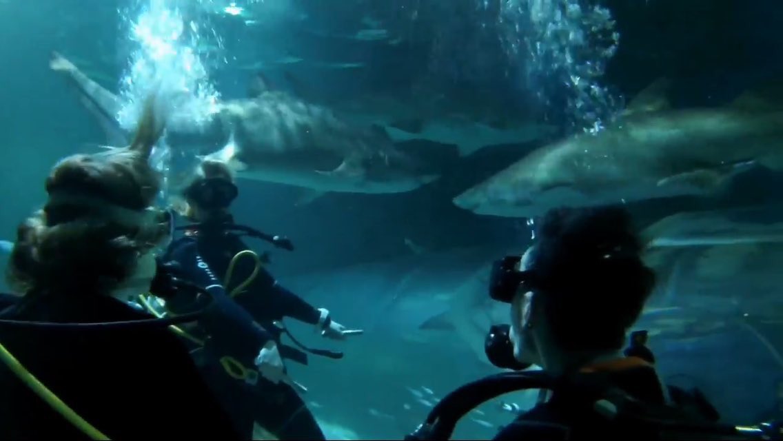 Chrisbournepro2's tweet image. 🦈 #ChrisAndDannyVlog 🦈 I was really worried what I was about to view, but OH MY GOSH! Phenomenal, fascinating and beautiful to see ☺️