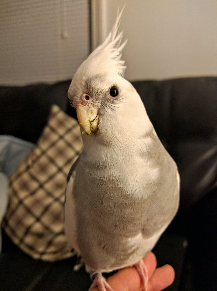 emsilybemsily's tweet photo. @Joes_Pets This is Milo, he likes broccoli and whistling at my laundry. https://t.co/QUjJphDSsM