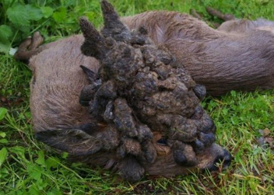 Ever seen a #perruque #roebuck head? Find out more about what causes it: ow.ly/bkMg309kDJ0  #deerstalking #deer