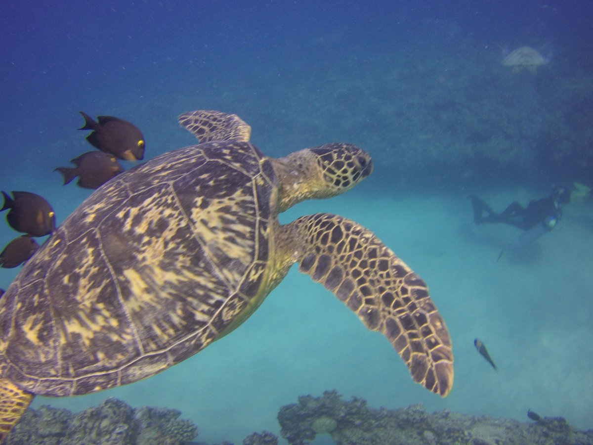 AlohaScubaDive's tweet photo. Sea turtles hang out at a shallow reef in Waikiki and the fish follow them around eating algae off of their shells.  #alohascubadive https://t.co/KFFJRzWGJF