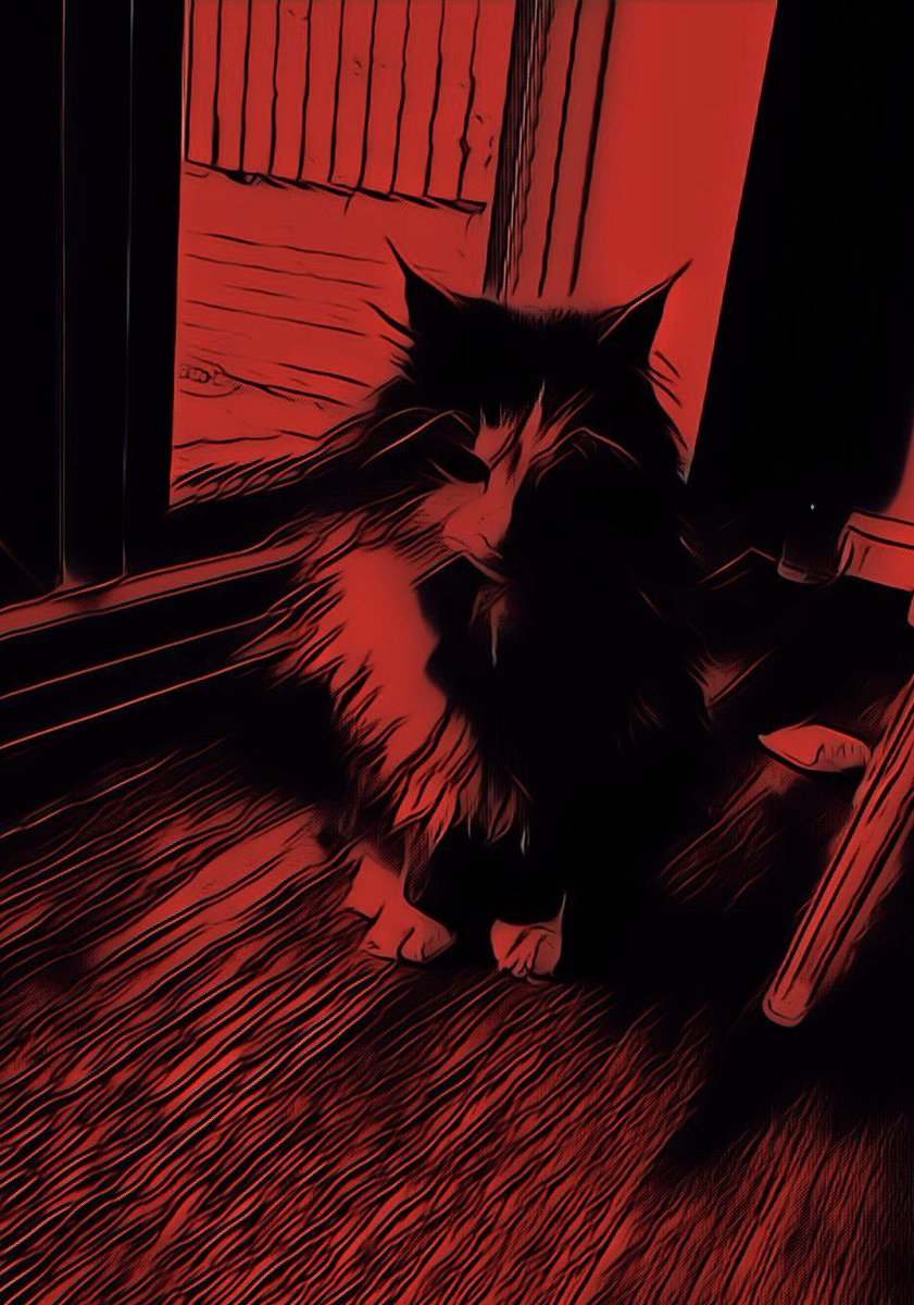 lokinorman's tweet photo. Batcat #meow https://t.co/PT56m312t2
