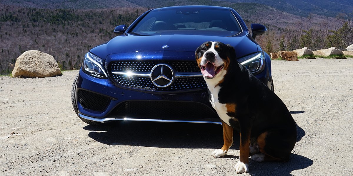 MercedesBenzUSA's tweet photo. Can’t travel without your entourage.  #PawsUp #Oscars #TheBestOrNothing https://t.co/RsWWK3wNRo