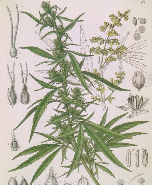 verbatim_v2's tweet photo. @turdpolisher5 @LennaLeprena @mLaw_news I Think that you may actually mean : I consume such good dope 😆 #cannabis #compassionandequality https://t.co/ZfVOloPoX8
