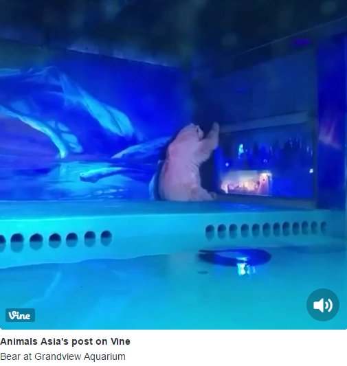 OrcaSOS's tweet photo. No access to sunshine or fresh air
#Landry's #Tigers or Grandview Mall #PolarBear PIZZA in #China
Do you see a difference?
#Blackfish CAP https://t.co/RdVNjkSy9K