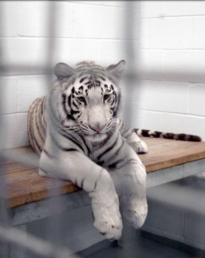 OrcaSOS's tweet photo. No access to sunshine or fresh air
#Landry's #Tigers or Grandview Mall #PolarBear PIZZA in #China
Do you see a difference?
#Blackfish CAP https://t.co/RdVNjkSy9K