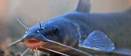 In Southwest Borderlands, the Yaqui Catfish Faces Its Final Days ~ e360.yale.edu/features/in-so… ~  #biodiversity #extinction #wildlife