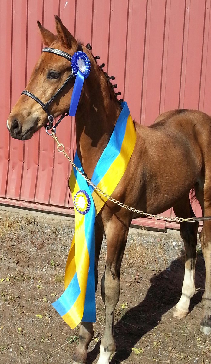ptrkbrgstrm's tweet photo. When the dream suddenly ends...
SP Secret Son (SWB)  aka "Sigge"  2012-06-06 - 2017-02-24
#StallPikeur #SPSecretSon😢 https://t.co/XemUxZaPfi