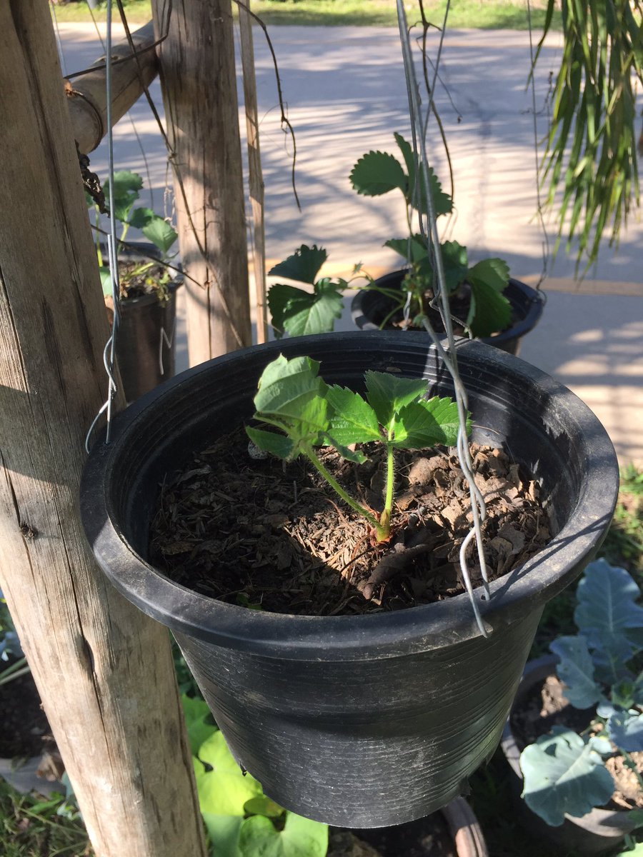 siriswift13's tweet image. สตรอเบอร์รี่ของเพื่อน v ของเรา