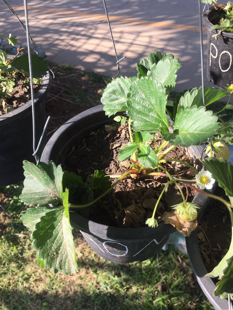 siriswift13's tweet image. สตรอเบอร์รี่ของเพื่อน v ของเรา