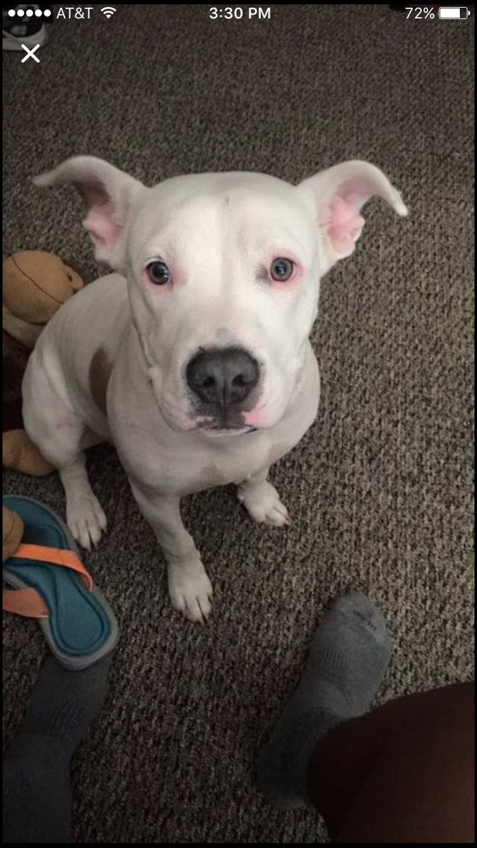 _DJeazzzz's tweet photo. Anybody wanna buy a pit hmu! https://t.co/lG1RL5JZGy