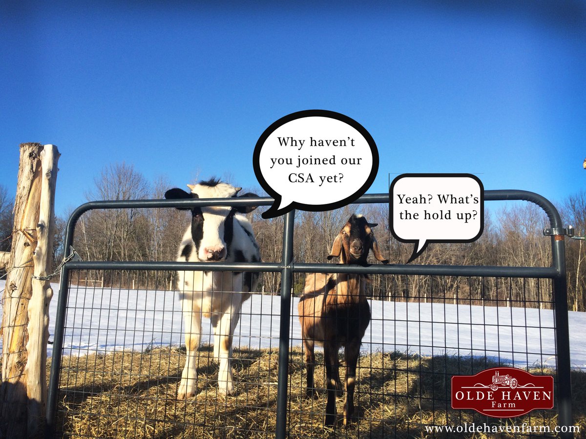 oldehaven's tweet photo. Brady and Statler promoting CSA's.  #csaday #supportyourlocalfarmer https://t.co/PFdtY8eAC7